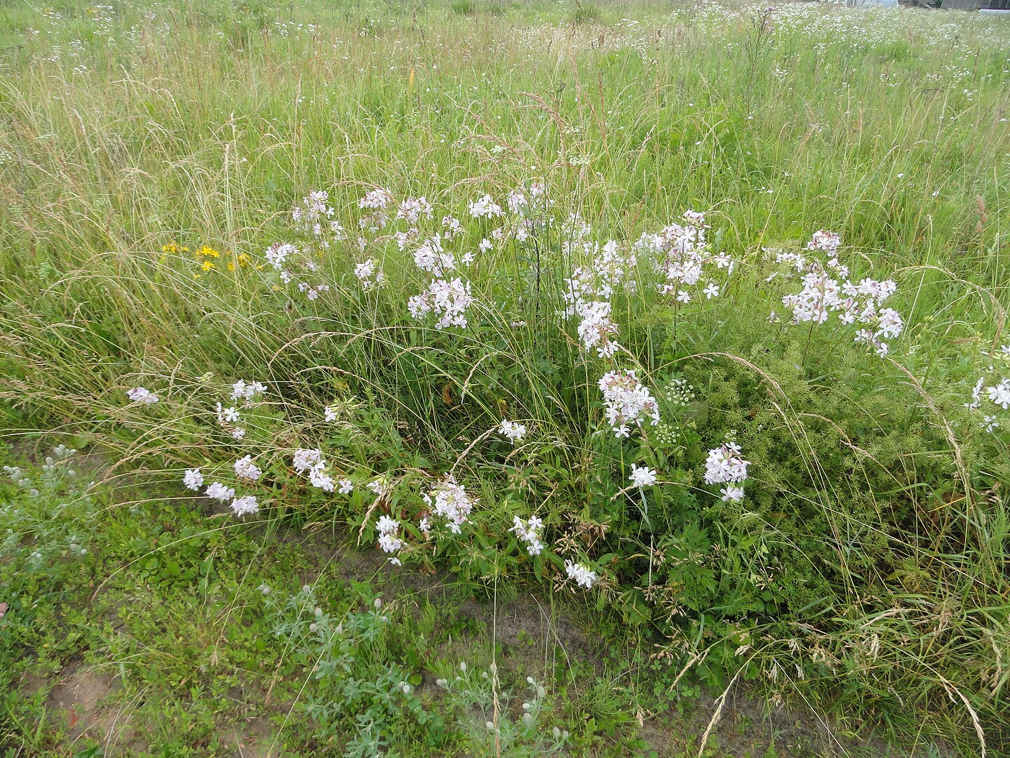 saponaria-officinalis.3 saponaria-officinalis.3