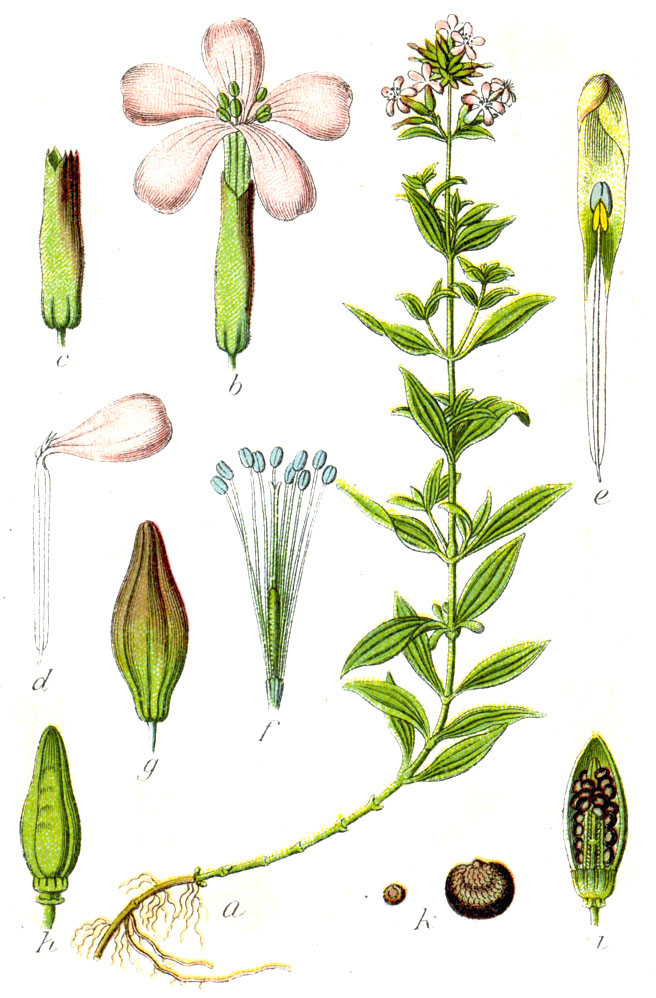 saponaria-officinalis.4 saponaria-officinalis.4