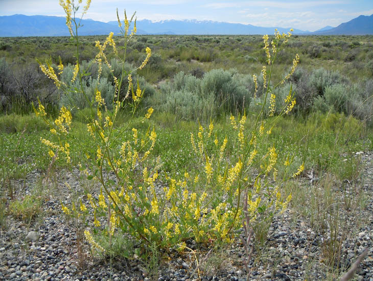 melilotus-officinalis.1