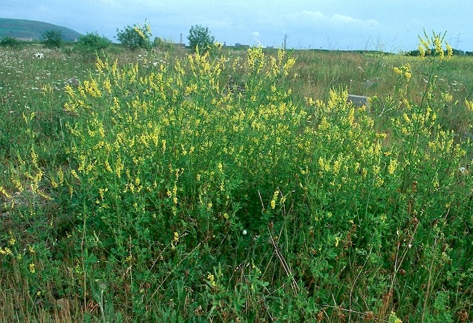 melilotus-officinalis.2