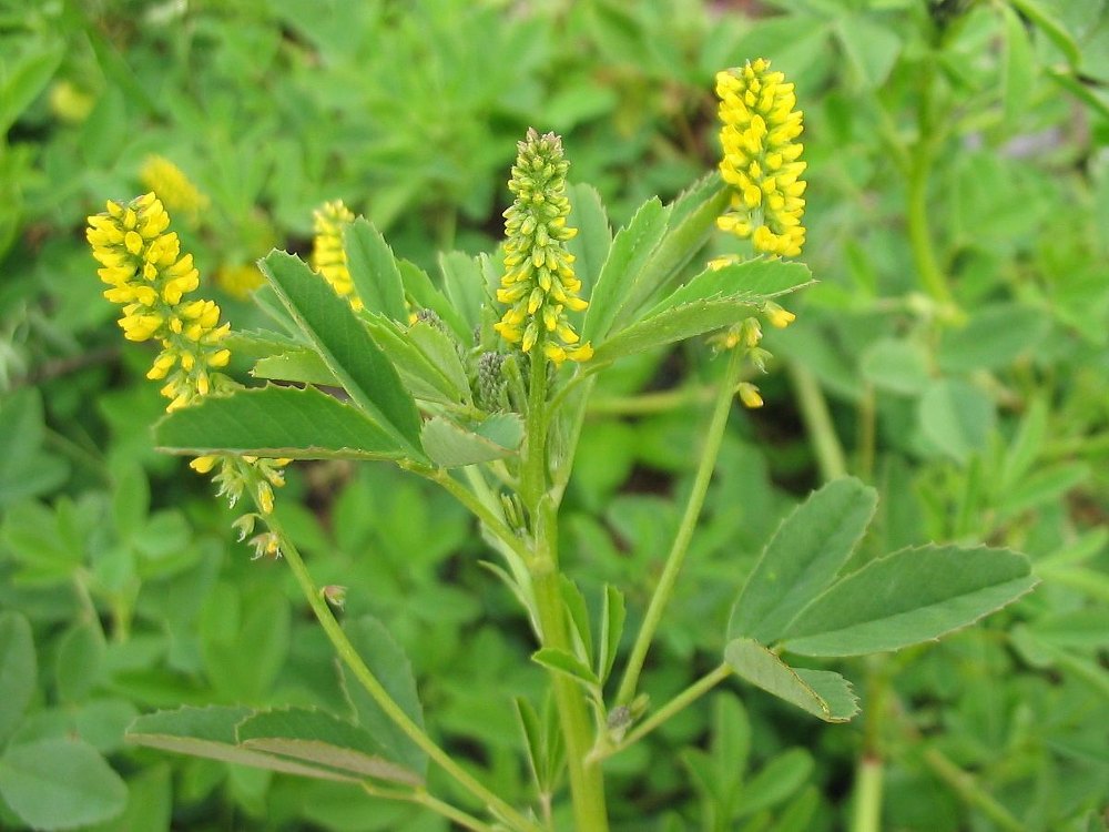 melilotus-officinalis.5