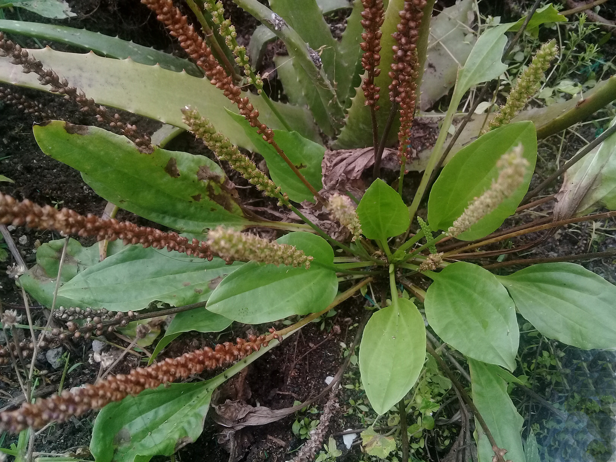 plantago-major.2 plantago-major.2