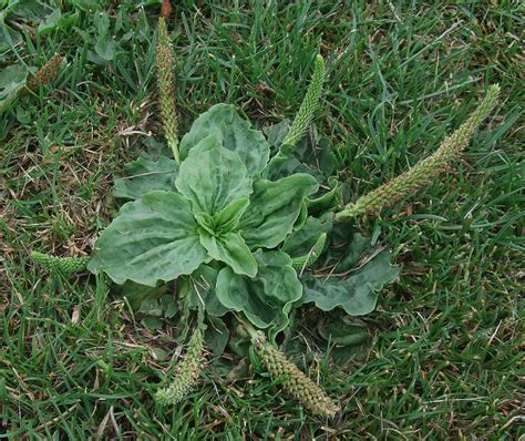 plantago-major.4 plantago-major.4